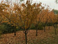 -天津东丽湖风景区