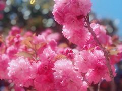 -莱阳濯村樱花园