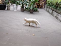 -香园自助小火锅