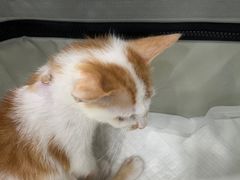 -安安宠医宠物医院·异宠·犬猫内科(岳阳分院)