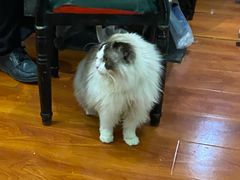 -猫小院猫主题咖啡厅(北锣店)