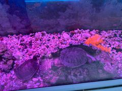 -绿树电竞(五路店)