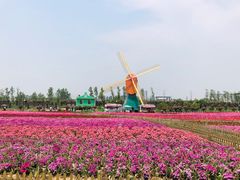 -荷兰花海
