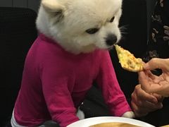 -百好乐宠物友好餐厅(朝外大街店)