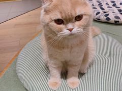 -CAT’S MEWSTAR CAFE·喵星球猫屋(晴湾咖啡店)