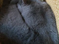 -瑞派·关忠动物医院·猫专科·犬专科(三环新城店)