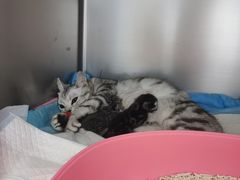 -纳吉亚猫专科动物诊疗中心(蒋宅口分院)