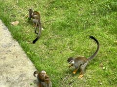 -合肥野生动物园
