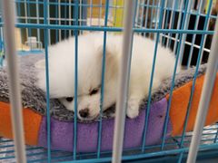 -龟与熊猫宠物公园(南坪店)