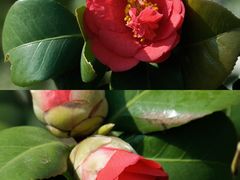 -莫愁湖公园