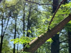 -上海共青森林公园