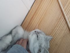 -李小姐の猫咖啡馆(五角场店)
