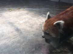 秦岭野生动物园-西安秦岭野生动物园