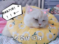 -谐和贝康宠物医院24小时·宠保定点(急重症转诊中心)
