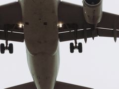 -空港花田景区