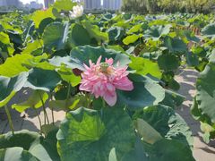 -莲花池公园