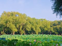 -北陵公园