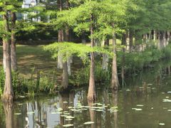 -金银湖国家城市湿地公园