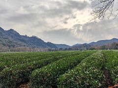 -中国茶叶博物馆(双峰馆区)