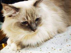 -滚猫咖啡·猫咖·猫友好撸猫(未来城店)