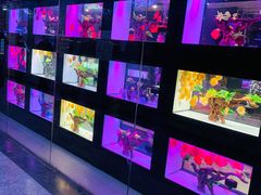 -中环花鸟鱼虫市场