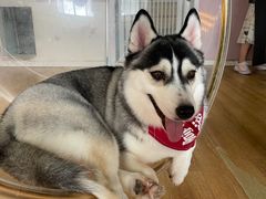 -Husky Go! 哈士奇体验馆·宠物咖啡厅狗咖
