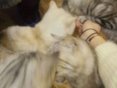 -万小咖.猫咖(中山路天虹店)
