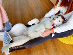 -Husky Go! 哈士奇体验馆·宠物咖啡厅狗咖