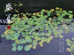 -荷塘月色湿地公园·向阳花洲