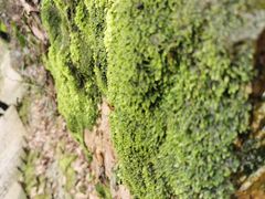 -西湖风景区十里琅珰-五云山