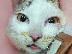 -乐派堂宠物医院·猫友好· 心脏科(东街店)