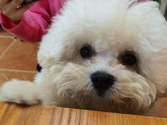 -柯斗斗主题餐厅·狗咖·围炉煮茶·茶饮(国瑞升平里店)