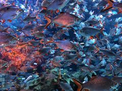 -成都浩海立方海洋公园