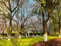 -高东镇樱花园