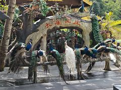 -西双版纳原始森林公园