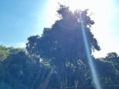 -深圳野生动物园