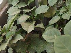 -禾源面馆(文化路四角店)