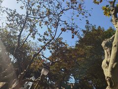 -八大关景区