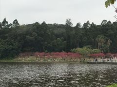 景点-南国桃园旅游度假区