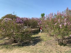 -群力丁香公园