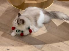 -CAT’S MEWSTAR CAFE·喵星球猫屋(晴湾咖啡店)