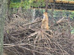 -合肥野生动物园