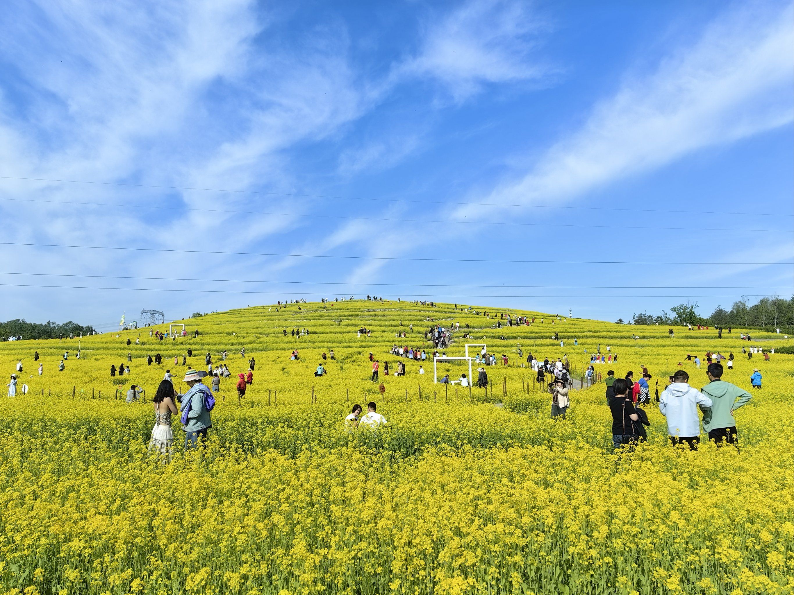 春意盎然油菜花