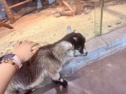 -Zoolung Zoolung动物主题公园(海信广场店)