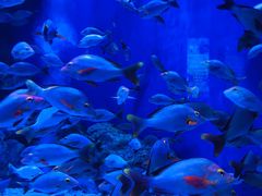 -成都浩海立方海洋公园