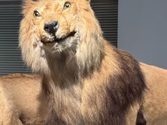 -上海自然博物馆