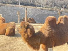 -石家庄市动物园