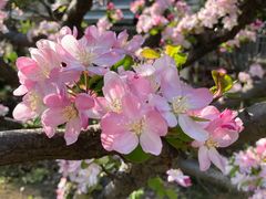-高东镇樱花园