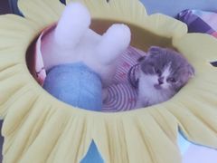 -瑞鹏瑞爱宠物医院·全科·猫科·血液透析中心(龙头寺店)