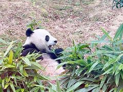 -武汉动物园